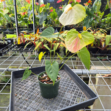 Load image into Gallery viewer, Anthurium White Obake 'Tropic Ice' 6" pot, Fedex 2day