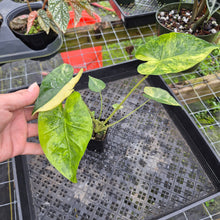 Load image into Gallery viewer, Alocasia Macrorrhiza Schock Treatment, Exact Plant Variegated Ships Nationwide