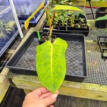 Load image into Gallery viewer, Philodendron Goldiana 4" pot, Fedex 2day*