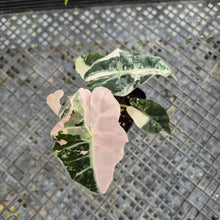 Load image into Gallery viewer, Alocasia polly snowflake pink variegated, Exact Plant Ships Nationwide.