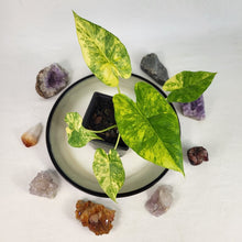 Load image into Gallery viewer, Alocasia Gageana Aurea, Exact Plant Variegated