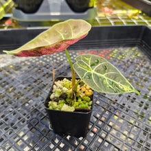 Load image into Gallery viewer, Alocasia Watsoniana Albo Pink variegated, Exact Plant Ships Nationwide