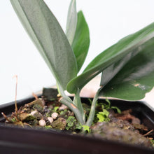 Load image into Gallery viewer, Scindapsus Treubii Dark Form Shipped Nationwide