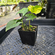 Load image into Gallery viewer, Syngonium Aurea, Exact Plant Variegated Ships Nationwide
