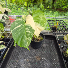 Load image into Gallery viewer, Monstera Borsigiana Albo Deliciosa, Exact Plant Variegated Ships Nationwide