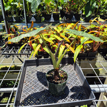 Load image into Gallery viewer, Alocasia Wentii Pink Splash Variegated 6" pot, Fedex 2day