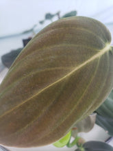 Load image into Gallery viewer, Gigas, exact plant, Philodendron, ships nationwide