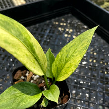 Load image into Gallery viewer, Anthurium Vittarifolium Variegated 2.5" pot, Fedex 2day*