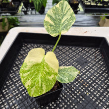 Load image into Gallery viewer, Monstera Deliciosa Green Snow variegated exact plant, Fedex 2day*