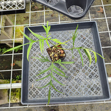Load image into Gallery viewer, Philodendron Polypodioides, Exact Plant Ships Nationwide