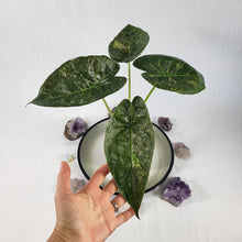 Load image into Gallery viewer, Alocasia Wentii, Exact Plant Variegated