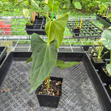 Load image into Gallery viewer, Anthurium Papillilaminum Fort Sherman X Ralph Lynam, Exact Plant Ships Nationwide