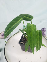 Load image into Gallery viewer, Anthurium Warocqueanum, Queen, Exact Plant