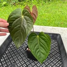 Load image into Gallery viewer, Anthurium Moodeanum x Veitchii, exact plant, Fedex 2day*