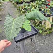 Load image into Gallery viewer, Philodendron Corsinianum exact plant, Fedex 2day*
