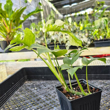 Load image into Gallery viewer, Rhaphidophora Tetrasperma White Monster, Exact Plant Variegated Ships Nationwide