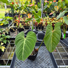 Load image into Gallery viewer, Philodendron Gloriosum, Pink Veined Back, Exact Plant Ships Nationwide