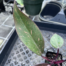 Load image into Gallery viewer, Philodendron Orange Princess Variegated 2.5" pot, Fedex 2day*