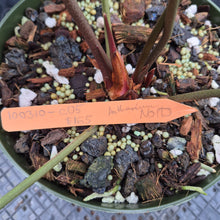 Load image into Gallery viewer, Anthurium NoID exact plant, Fedex 2day