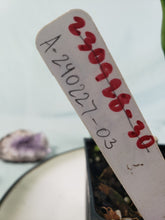 Load image into Gallery viewer, Monstera Lechleriana Variegated 4" pot, Fedex 2 day*