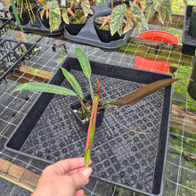 Load image into Gallery viewer, Philodendron Bicolor, Exact Plant Ships Nationwide