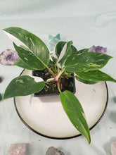 Load image into Gallery viewer, Philodendron White Princess, Exact Plant Variegated