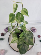 Load image into Gallery viewer, Hederaceum Heart Leaf, exact plant, variegated Philodendron, ships nationwide
