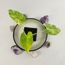 Load image into Gallery viewer, Alocasia Gageana Aurea, Exact Plant Variegated