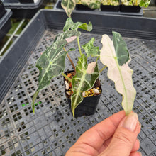 Load image into Gallery viewer, Alocasia Polly Snowflake Pink variegated exact plant, Fedex 2day*