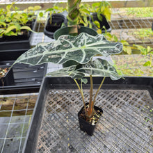Load image into Gallery viewer, Alocasia Polly Snowflake Pink Variegated, Exact Plant Ships Nationwide.