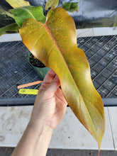 Load image into Gallery viewer, Philodendron Orange Marmalade, Exact Plant Ships Nationwide