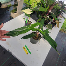 Load image into Gallery viewer, Philodendron Mexicanum, Exact Plant Ships Nationwide