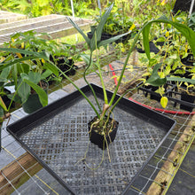 Load image into Gallery viewer, Philodendron Holtonianum, Exact Plant Ships Nationwide