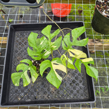 Load image into Gallery viewer, Rhaphidophora Tetrasperma Albo, Exact Plant Variegated Ships Nationwide