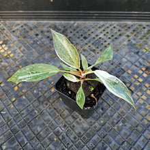 Load image into Gallery viewer, Philodendron Red Anderson Variegated 2.5" pot, Fedex 2day*