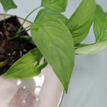 Load image into Gallery viewer, Monstera adansonii Laniata Shipped Nationwide