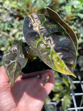 Load image into Gallery viewer, Alocasia Azlanii Aurea variegated , Exact Plant Ships Nationwide