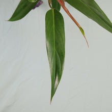 Load image into Gallery viewer, Philodendron Mexicanum Shipped Nationwide