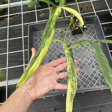 Load image into Gallery viewer, Philodendron Holtonianum Variegated exact plant, Fedex 2day*