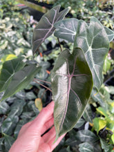 Load image into Gallery viewer, Alocasia Longiloba Black Satun Pink Bone 2.5" pot, Fedex 2day*