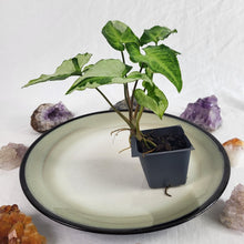 Load image into Gallery viewer, Syngonium Three Kings Magic Marble, Exact Plant Variegated Ships Nationwide