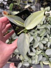 Load image into Gallery viewer, Philodendron Hastatum Silver Sword Variegated 2.5" pot, Fedex 2day*