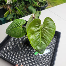 Load image into Gallery viewer, Philodendron Sodiroi True Form, Exact Plant Ships Nationwide