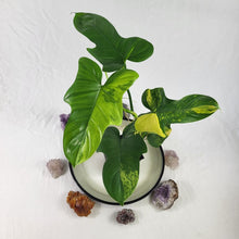 Load image into Gallery viewer, Philodendron Bipennifolium, Exact Plant Variegated Ships Nationwide