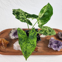 Load image into Gallery viewer, Syngonium Mojito Variegated 2.5" pot, Fedex 2day*