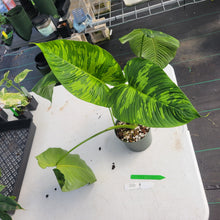 Load image into Gallery viewer, Homalomena Schismatoglottis Neoguineensis, Exact Plant Ships Nationwide