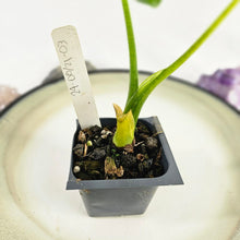 Load image into Gallery viewer, Alocasia Gageana Aurea, Exact Plant Variegated