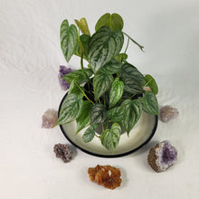 Load image into Gallery viewer, Philodendron Brandtianum, Exact Plant multi pot of 7+ Ships Nationwide