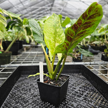 Load image into Gallery viewer, Philodendron Subhastatum, Exact Plant Variegated Ships Nationwide