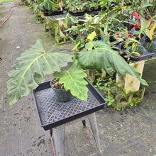 Load image into Gallery viewer, Philodendron Corsinianum exact plant, Fedex 2day*